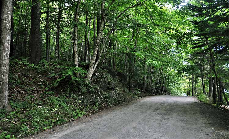 forested road